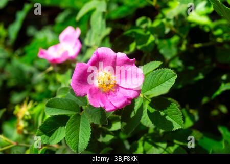 Rose rose foncé (rose de chien) fleurs sauvages en fleurs poussant dans une haie en été juin Carmarthenshire pays de Galles Royaume-Uni Grande-Bretagne 2025 KATHY DEWITT Banque D'Images