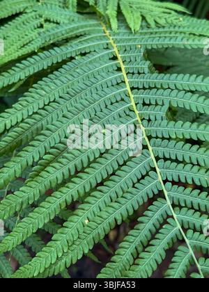 Gros plan détaillé de Green Fern Leaf Banque D'Images