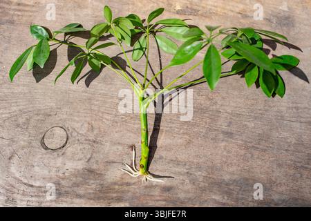 Schefflera plante d'intérieur enracinement sur un fond de table en bois, prêt pour le rempotage Banque D'Images