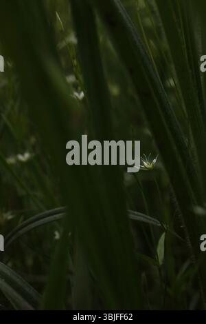 Minuscule fleur blanche dans les profondeurs vertes, jetant un œil à la fleur sauvage au milieu de l'herbe haute Banque D'Images