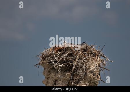 Osprey (pandit haliaetus) dans un nid sur une tour de tuf au lac Mono en Californie États-Unis Banque D'Images