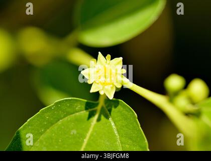 Jujujube fleur de Ziziphus jujuba fleurit au printemps montrant des pétales jaune verdâtre en position axillaire. Membre de Rhamnaceae, fruit comestible Banque D'Images