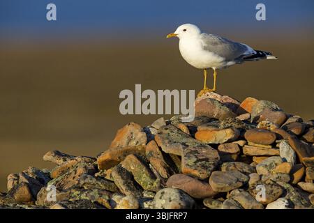 Mouette Mew, (Larus canus), animaux, oiseaux, goélette, famille gull, Varanger, Finnmark, Norvège, Europe Banque D'Images