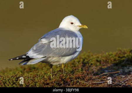 Mouette Mew, (Larus canus), animaux, oiseaux, goélette, famille gull, Varanger, Finnmark, Norvège, Europe Banque D'Images