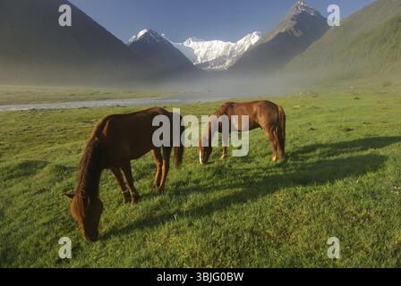 Parmi l'herbe verte dans la nature. Cheval brun. Les chevaux pâturage dans le village Banque D'Images