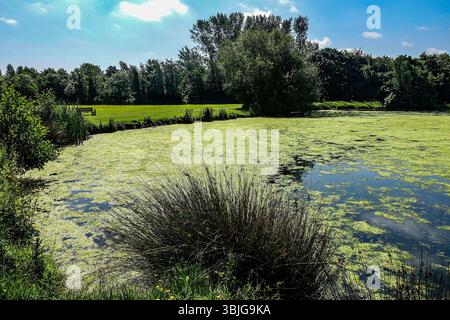 Vue panoramique sur l'étang couvert d'algues et la zone herbeuse dans Corkagh Park, Clondalkin, Dublin, Irlande, avec des arbres et un banc en bois en arrière-plan. Banque D'Images