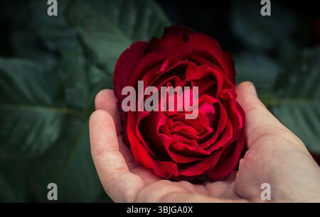 Perspective personnelle de la main d'une personne tenant une rose rouge en pleine floraison Banque D'Images