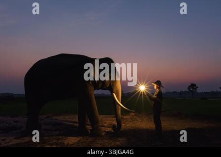Gros plan d'un mahout debout devant un éléphant tenant une lanterne, Surin, Thaïlande Banque D'Images