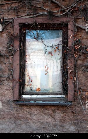 Une seule fenêtre avec du verre fissuré est posée dans un mur de bois altéré, entouré de vignes grimpantes séchées et de quelques feuilles restantes, évoquant l'abandon Banque D'Images