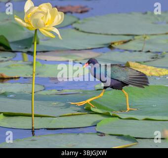 Gallinule pourpre (Porphyrio martinica) marchant sur des feuilles de lotus flottant dans un lac, comté de Fort Bend, région de Houston, Texas, États-Unis Banque D'Images