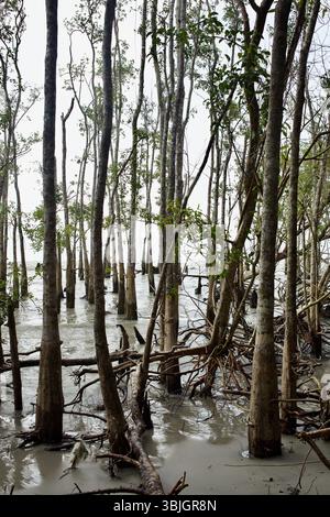 Les mangroves sont enracinées dans les vasières de marée sur Dublar Char, une île de la baie du Bengale dans la zone forestière des Sundarbans. Banque D'Images