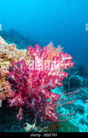 Un corail mou vibrant, avec ses polypes roses et blancs étendus, prospère sur un récif, mettant en valeur la beauté et la biodiversité des écosystèmes sous-marins. Banque D'Images