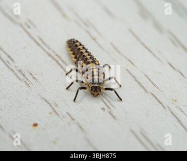 Macro photographie d'une larve de coccinelle sur une surface claire. Le corps segmenté, les jambes et le dos sont clairement visibles. L'arrière-plan est neutre wi Banque D'Images