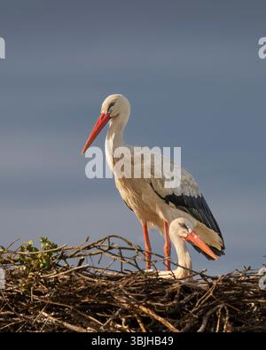 Une paire de cigogne blanche incubant au nid près de Lagoa, Algarve, Portugal, Europe. Banque D'Images