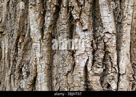 Gros plan de l'écorce d'arbre avec texture rugueuse. Un gros plan détaillé de l'écorce d'arbre mettant en valeur sa texture rugueuse et fissurée. Banque D'Images