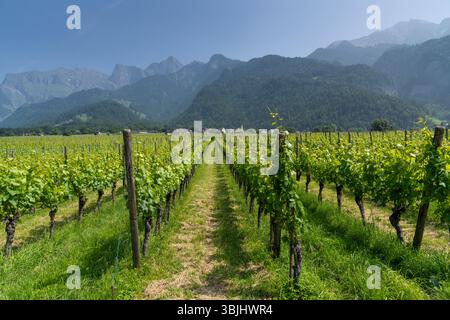 Des sentiers de randonnée mènent à travers les vignobles des Grisons avec le village de Jénins en arrière-plan Banque D'Images