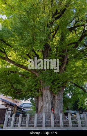 Arbre ginkgo massif vieux de 1200 ans au temple Kokubunji à Sowamachi Takayama Japon avec tronc texturé épais et vaste canopée verte Banque D'Images