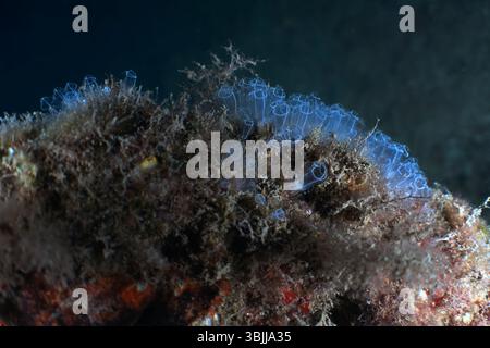 Tunicate d'ampoule bleutée (Clavelina dellavallei) à Tarragone, Catalogne, Espagne Banque D'Images