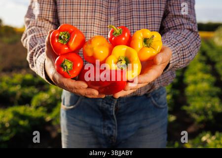 Agriculteur tenant une variété de poivrons colorés fraîchement cueillis dans le champ, symbolisant l'agriculture biologique et des légumes sains. Banque D'Images