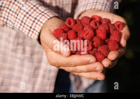 Mains tenant des framboises biologiques fraîches, symbolisant la récolte naturelle, une alimentation saine et une agriculture durable en milieu rural. Banque D'Images