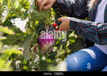 Une femme coupe une aubergine fraîche dans un potager à l'aide de cisailles à élaguer, représentant la récolte biologique, l'agriculture et le mode de vie de l'agriculture rurale. Banque D'Images