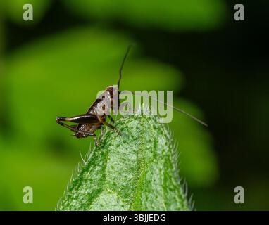 Une nymphe Dark Bush-cricket explore une feuille texturée dans un environnement vert vibrant rempli de lumière du soleil mettant en valeur ses caractéristiques uniques et ses antennes. Banque D'Images