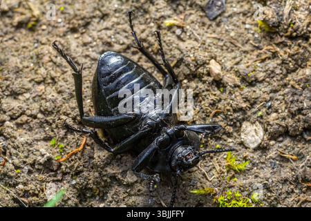 Un coléoptère noir est vu se déplacer à travers le sol brun entouré de petites pierres et de taches de mousse verte par une journée ensoleillée à l'extérieur. Banque D'Images