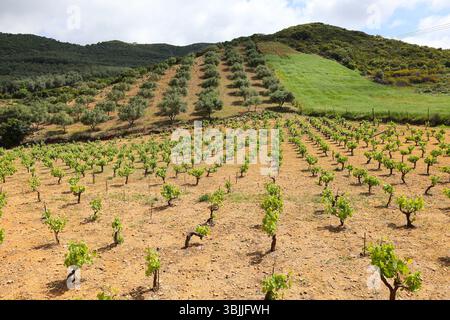 Vignoble et oliveraie en Crète rurale, Grèce. Les jeunes vignes et les oliviers ordonnés forment des motifs géométriques paisibles dans le sol méditerranéen. Banque D'Images