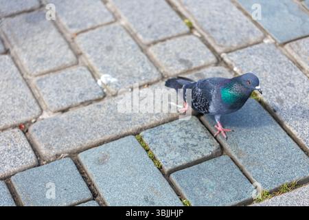 Pigeon sur le trottoir dans la ville. Mise au point sélective. Banque D'Images