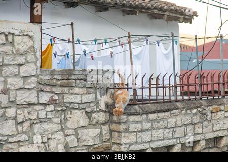 Berat, Albanie 5-07-2024 : rues de la ville historique de Berat avec des maisons ottomanes blanches escaladant la colline, des rues en pierre et la montagne en toile de fond Banque D'Images
