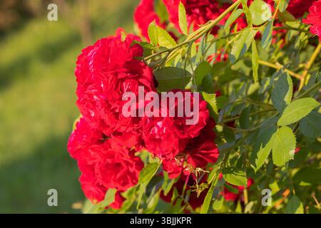 Roses rouges en pleine floraison dans un cadre de jardin Banque D'Images