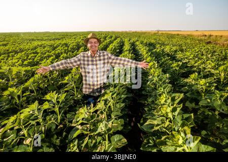Heureux agriculteur senior est debout dans son champ de tournesol en pleine croissance avec les bras tendus. Banque D'Images