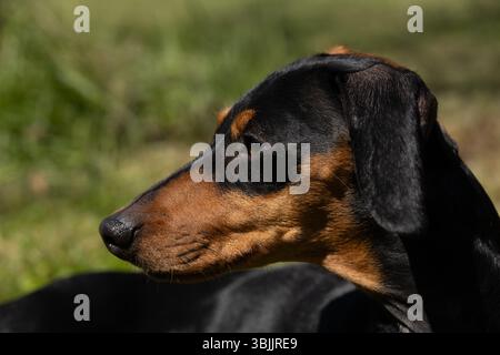 Profil d'un Teckel miniature noir et brun avec un regard interrogateur sur le visage du chien et un fond flou. Banque D'Images