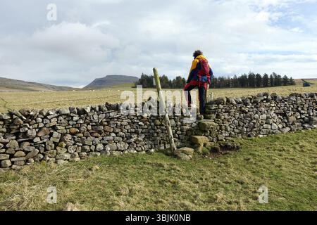 Jeune homme (randonneur) grimpant Stone Stile & Wooden Gate dans Dry Stone Wall sur la route vers Ingleborough dans le Yorkshire Dales National Park, Angleterre, Royaume-Uni. Banque D'Images