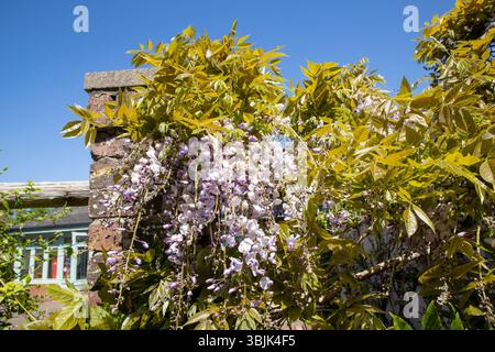 Wisteria dans le jardin à Finlaystone Country Park Estate. Écosse. ROYAUME-UNI. Banque D'Images