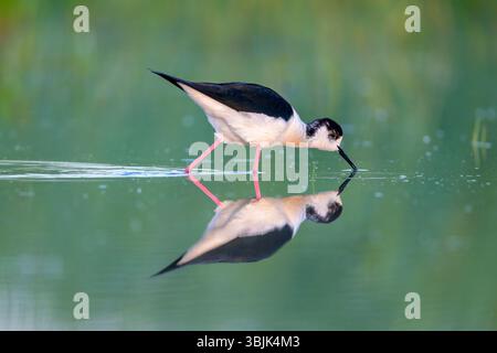 Pilotis à ailes noires (Himantopus himantopus, mâle) à la recherche de nourriture. Photo de Tiszaalpár, Hongrie. Banque D'Images