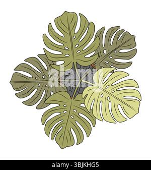 Plante d'intérieur en pot Monstera, vue de dessus isolée Illustration de Vecteur
