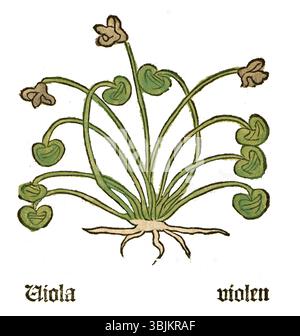 Illustration botanique de l'Herbarius de 1484, représentant Viola odorata, communément appelée violette douce. Cette représentation botanique précoce capture la forme et la coloration caractéristiques de la fleur. Banque D'Images