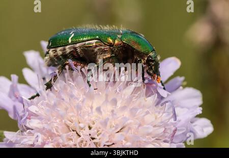 Chafer de rose verte sur un champ scabious Banque D'Images