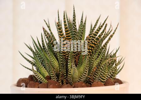 Gros plan de Zebra Haworthia succulent Plant – Indoor minimalist Greenery Banque D'Images
