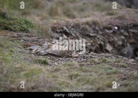 Lièvre de montagne (Lepus timidus) détente sur les falaises côtières herbeuses, profil droit, gauche de l'image, vue sur l'île de Man, Royaume-Uni Banque D'Images