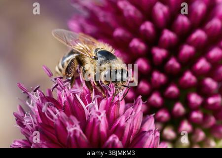 Macro abeille sur fleur violette (Allium sphaerocephalon) Banque D'Images