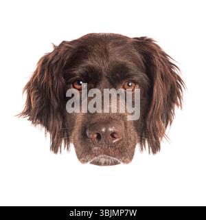 Portrait studio d'un beau chien pointeur allemand brun à poil long regardant intensément avec ses yeux bruns Banque D'Images