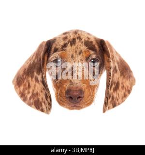 Gros plan d'un chiot dachshund mignon jachshund regardant vers l'avant sur un fond blanc Banque D'Images
