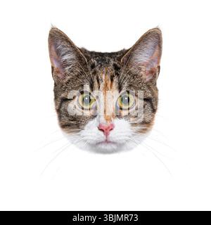 Chat Calico jetant un coup d'œil sur un fond blanc, regardant avec les yeux grands ouverts, exprimant la curiosité Banque D'Images