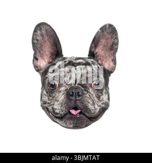 Tête de merle bouledogue français haletant et montrant la langue sur fond blanc Banque D'Images