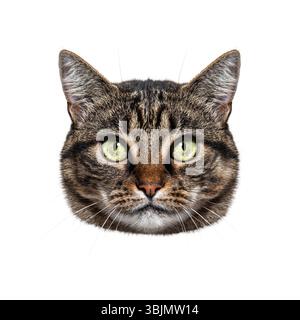 Portrait d'un chat tabby european shorthair regardant intensément avec des yeux vert vif, isolé sur un fond blanc Banque D'Images
