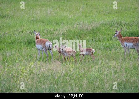 Pronghorne femelle avec quatre jeunes pronghorns dans le parc d'État de Custer, Dakota du Sud, États-Unis Banque D'Images
