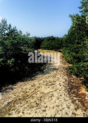 Point de vue de Vysota EFA sur le parc forestier sur Courish Split ou Curonian Spit, région de Kalinigrad, Russie Banque D'Images