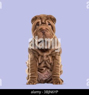 Chocolate Shar pei chiot assis et regardant vers l'avant sur un fond violet Banque D'Images